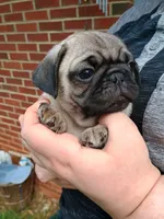 Todd, a male Pug for sale in Lexington, NC – 4 of 4