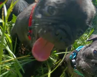 Benny CKC, a male Pug for sale in Lexington, NC – 2 of 4