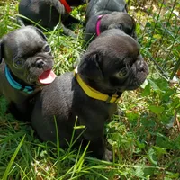 POP CKC, a male Pug for sale in Lexington, NC – 1 of 4