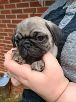 Todd, a male Pug for sale in Lexington, NC – 2 of 4