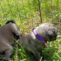 Talbot Brindle, a male Pug for sale in Lexington, NC – 4 of 4