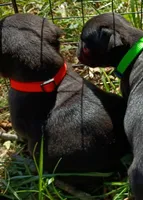 Bubby CKC, a male Pug for sale in Lexington, NC – 4 of 4