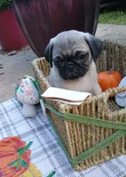 Ethan CKC, a male Pug for sale in Lexington, NC – 3 of 6