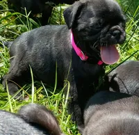 Bonnie , a female Pug for sale in Lexington, NC – 3 of 4
