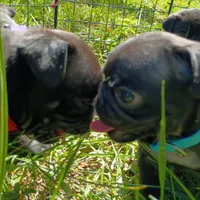 Angel, a female Pug for sale in Lexington, NC – 4 of 4