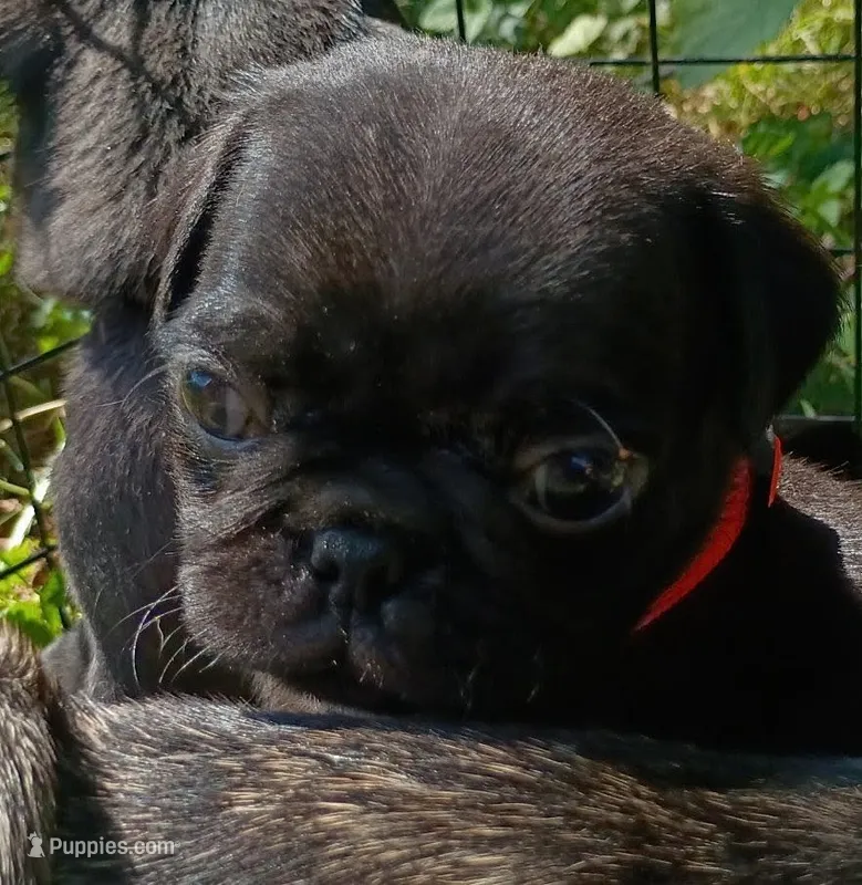 Benny CKC – Pug puppy for sale in Lexington, NC