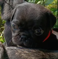 Benny CKC, a male Pug for sale in Lexington, NC – 1 of 4
