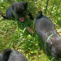 POP CKC, a male Pug for sale in Lexington, NC – 4 of 4