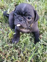 POPS CKC, a male Pug for sale in Lexington, NC – 2 of 5
