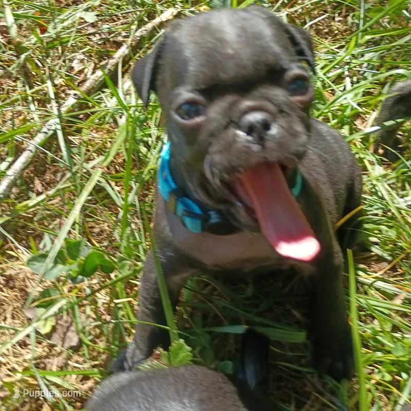 Celine CKC – Pug puppy for sale in Lexington, NC