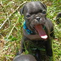 Celine CKC, a female Pug for sale in Lexington, NC – 1 of 4
