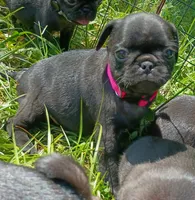Bonnie , a female Pug for sale in Lexington, NC – 2 of 4