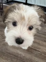 Scooter, a male Morkie for sale in Louisburg, NC – Photo 2 of 4