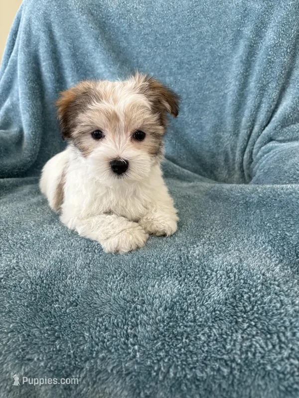 Scooter, a male Morkie for sale in Louisburg, NC – Photo 1 of 4