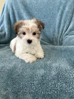 Scooter, a male Morkie for sale in Louisburg, NC – Photo 1 of 4