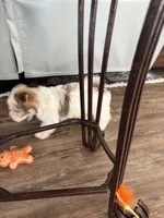 Scooter, a male Morkie for sale in Louisburg, NC – Photo 4 of 4