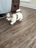 Scooter, a male Morkie for sale in Louisburg, NC – Photo 3 of 4