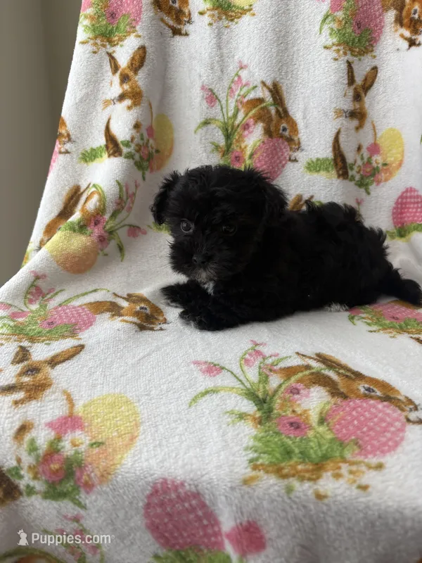 cookie , a female Morkie for sale in Louisburg, NC – Photo 1 of 2