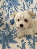 Buttons, a female Morkie for sale in Louisburg, NC – 3 of 3