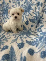 Buttons, a female Morkie for sale in Louisburg, NC – 2 of 3