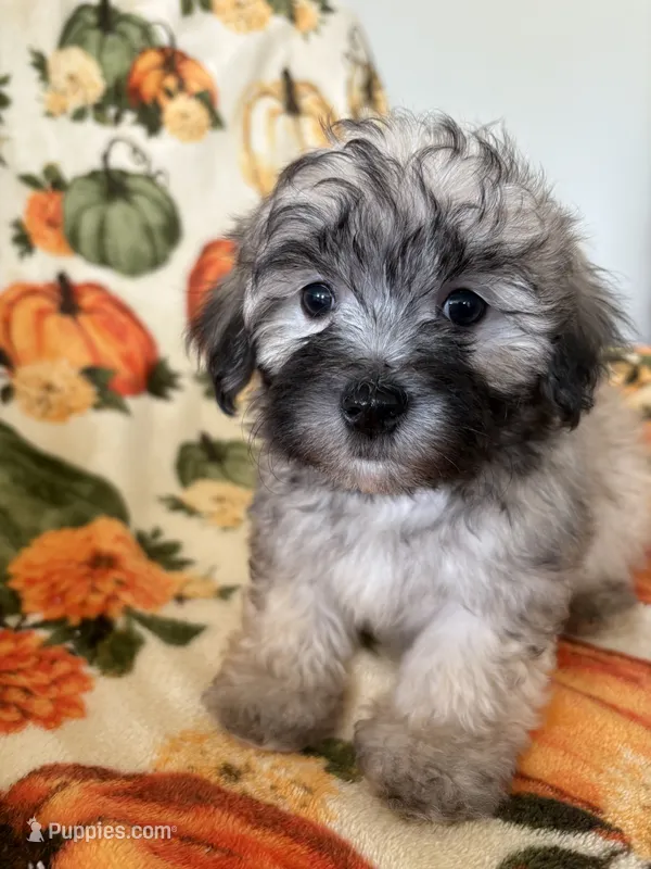 Boomer – Maltipoo puppy for sale in Louisburg, NC