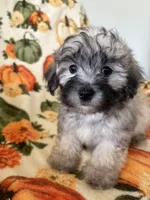 Boomer, a male Maltipoo for sale in Louisburg, NC – 1 of 3