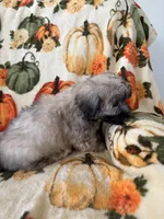 Boomer, a male Maltipoo for sale in Louisburg, NC – 3 of 3