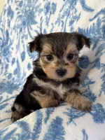 Brandi, a female Morkie for sale in Louisburg, NC – 1 of 3