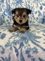 Brandi, a female Morkie for sale in Louisburg, NC – 2 of 3