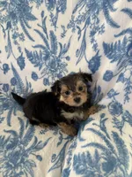 Brandi, a female Morkie for sale in Louisburg, NC – 3 of 3