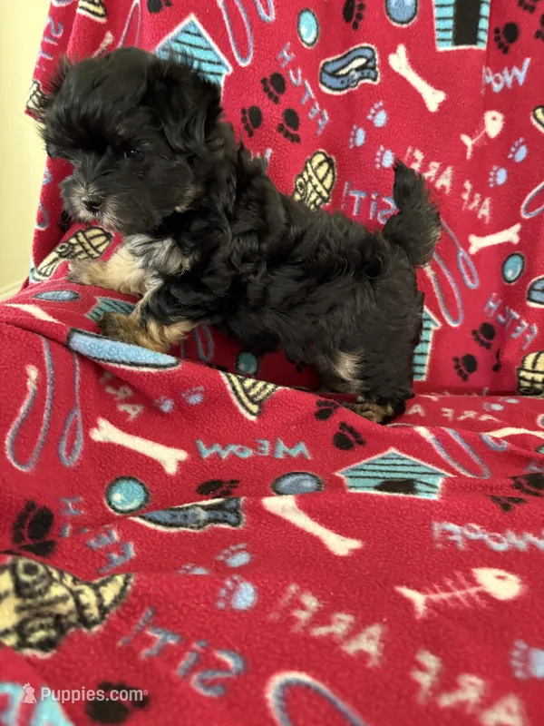 biscuit – Maltipoo puppy for sale in Louisburg, NC