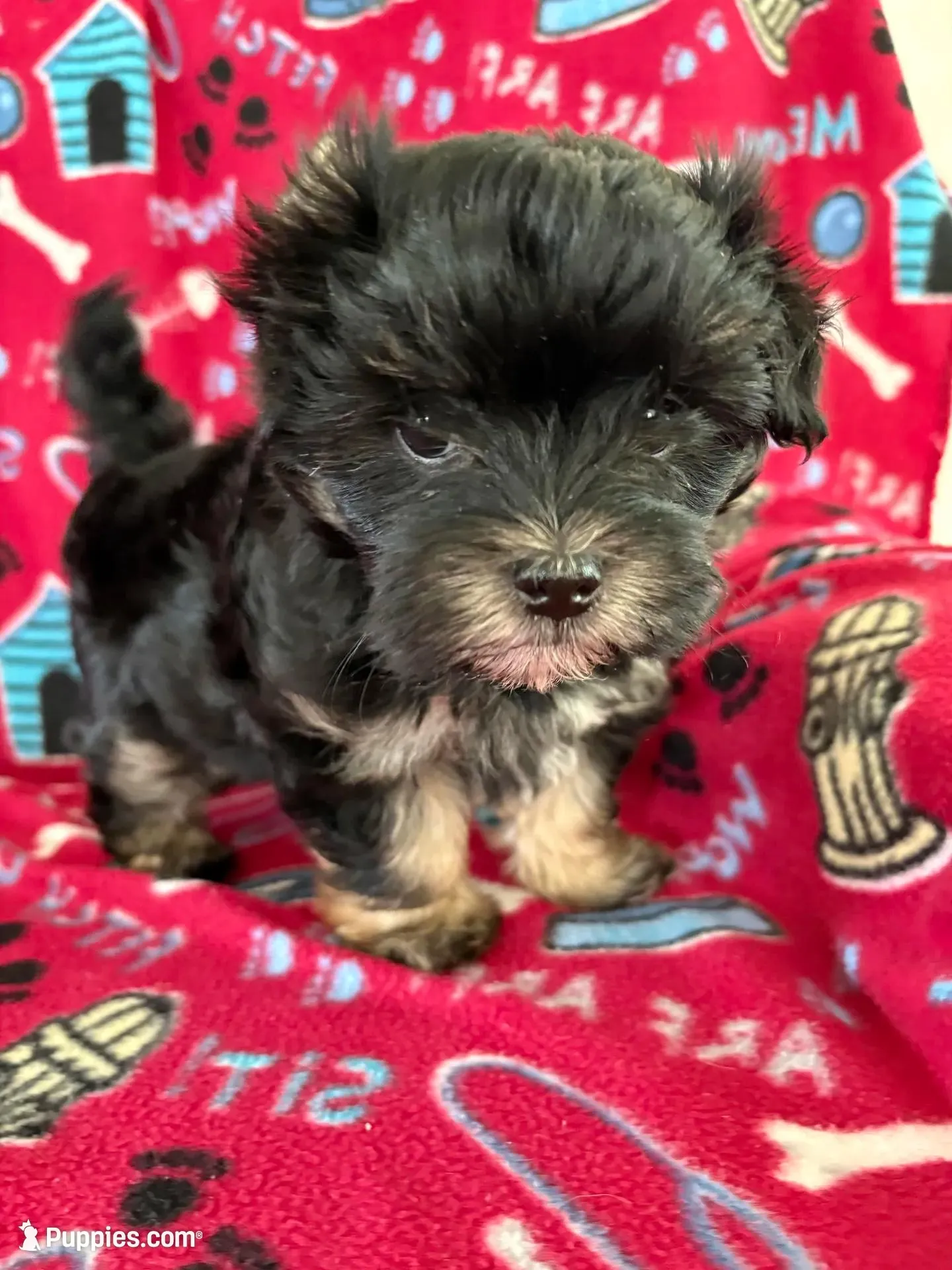biscuit, a female Maltipoo for sale in Louisburg, NC – Photo 1 of 2