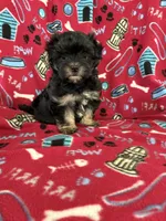 biscuit, a female Maltipoo for sale in Louisburg, NC – Photo 2 of 2