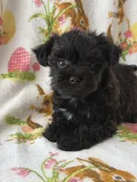 Rufus , a male Morkie for sale in Louisburg, NC – Photo 2 of 3