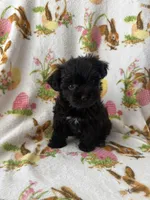 Rufus , a male Morkie for sale in Louisburg, NC – Photo 3 of 3