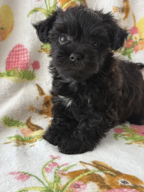 Rufus  – Morkie puppy for sale in Louisburg, NC