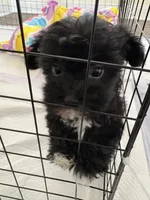 Cookie , a female Morkie for sale in Louisburg, NC – Photo 3 of 3