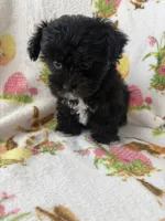 Cookie , a female Morkie for sale in Louisburg, NC – Photo 2 of 3