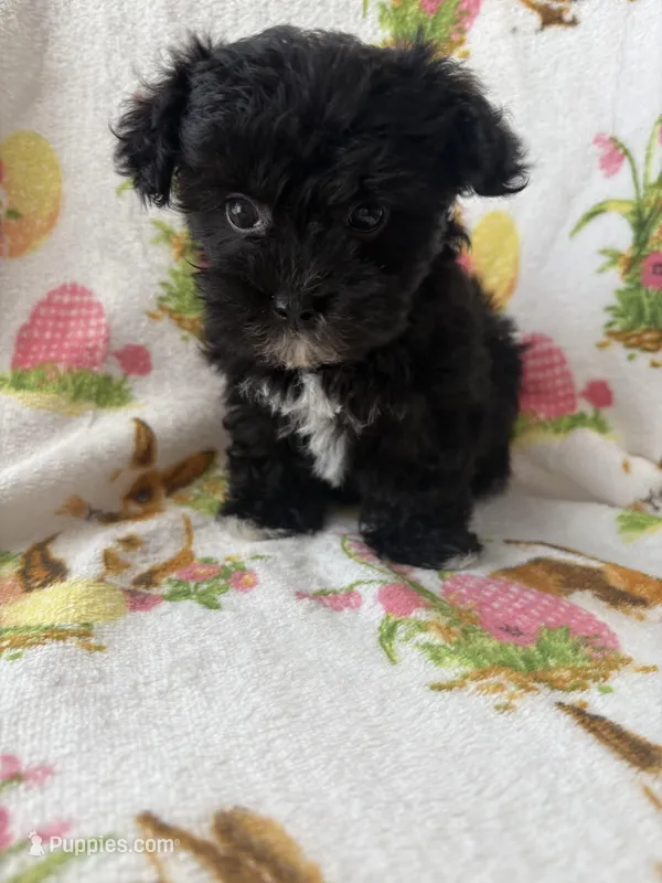 Cookie , a female Morkie for sale in Louisburg, NC – Photo 1 of 3