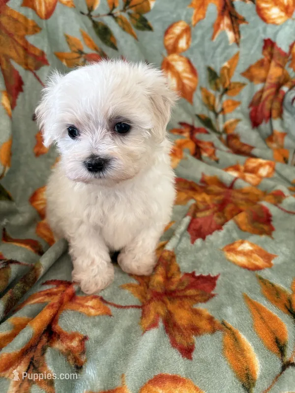 Cassie – Maltipoo puppy for sale in Louisburg, NC