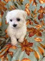Cassie, a female Maltipoo for sale in Louisburg, NC – 1 of 3