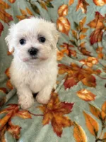 Cassie, a female Maltipoo for sale in Louisburg, NC – 2 of 3