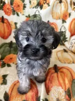 Brandi , a female Maltipoo for sale in Louisburg, NC – 3 of 3