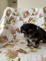 Maggie may, a female Morkie for sale in Louisburg, NC – Photo 4 of 4