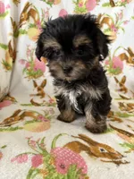 Maggie may, a female Morkie for sale in Louisburg, NC – Photo 2 of 4