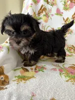 Maggie may, a female Morkie for sale in Louisburg, NC – Photo 3 of 4