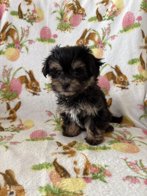 Maggie may – Morkie puppy for sale in Louisburg, NC