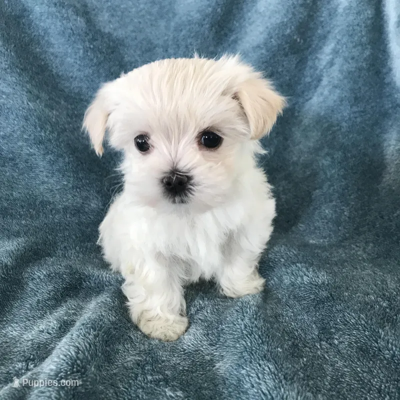 Summer , a female Morkie for sale in Louisburg, NC – Photo 1 of 3
