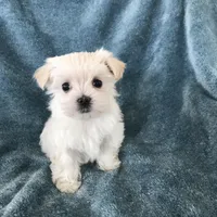 Summer , a female Morkie for sale in Louisburg, NC – Photo 2 of 3