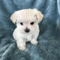 Summer , a female Morkie for sale in Louisburg, NC – Photo 3 of 3